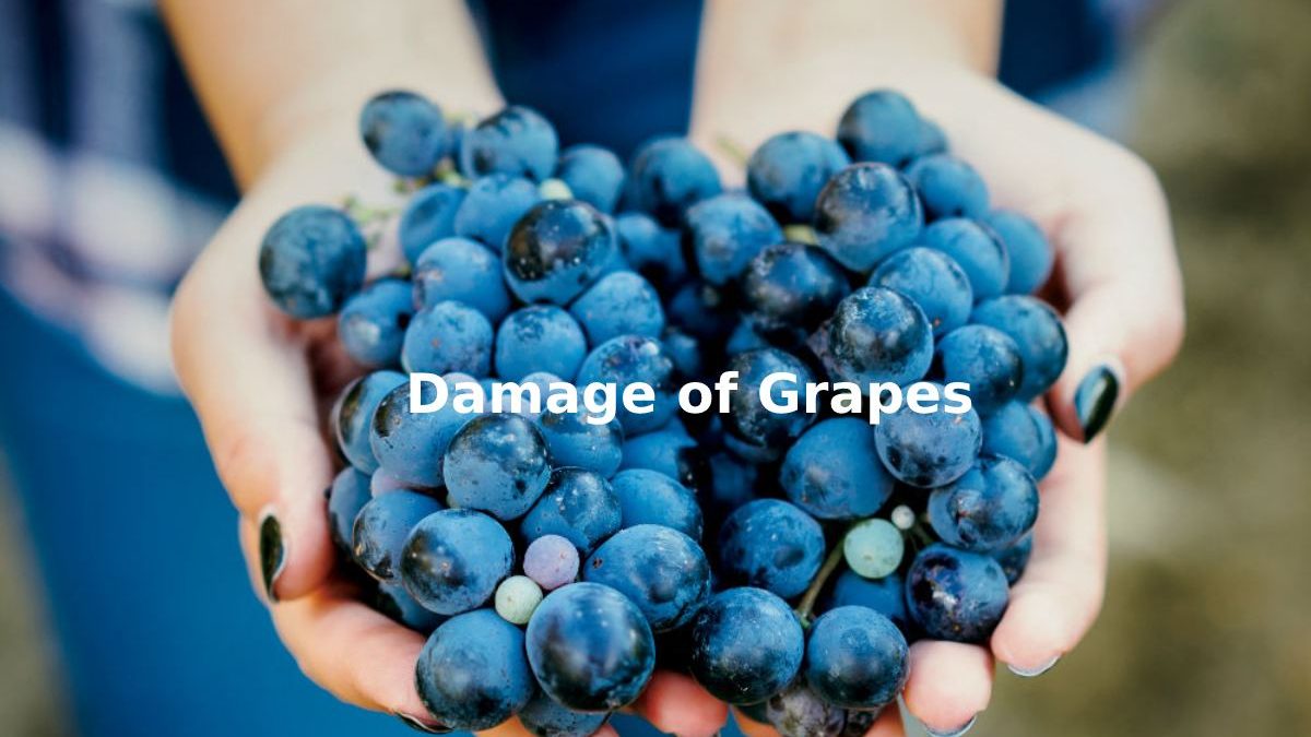 Damage of Grapes – Introduction, Pharmacological Interferences and More