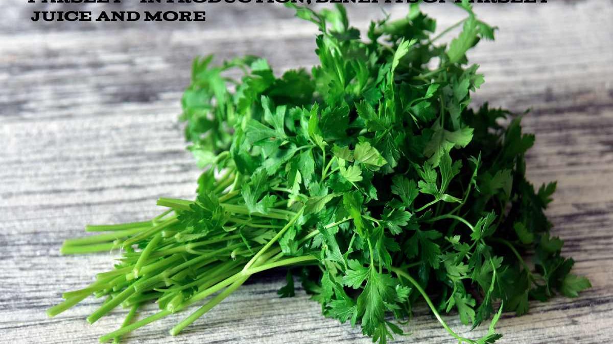 Parsley – Introduction, Benefits of Parsley Juice and More