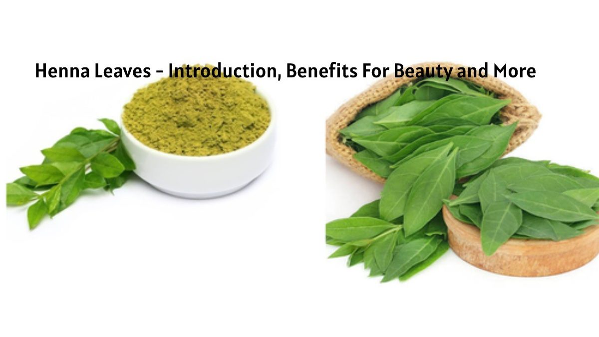 Henna Leaves – Introduction, Benefits For Beauty and More