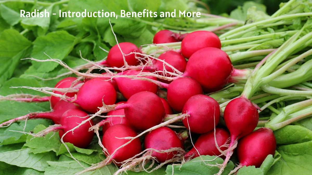 Radish – Introduction, Benefits and More