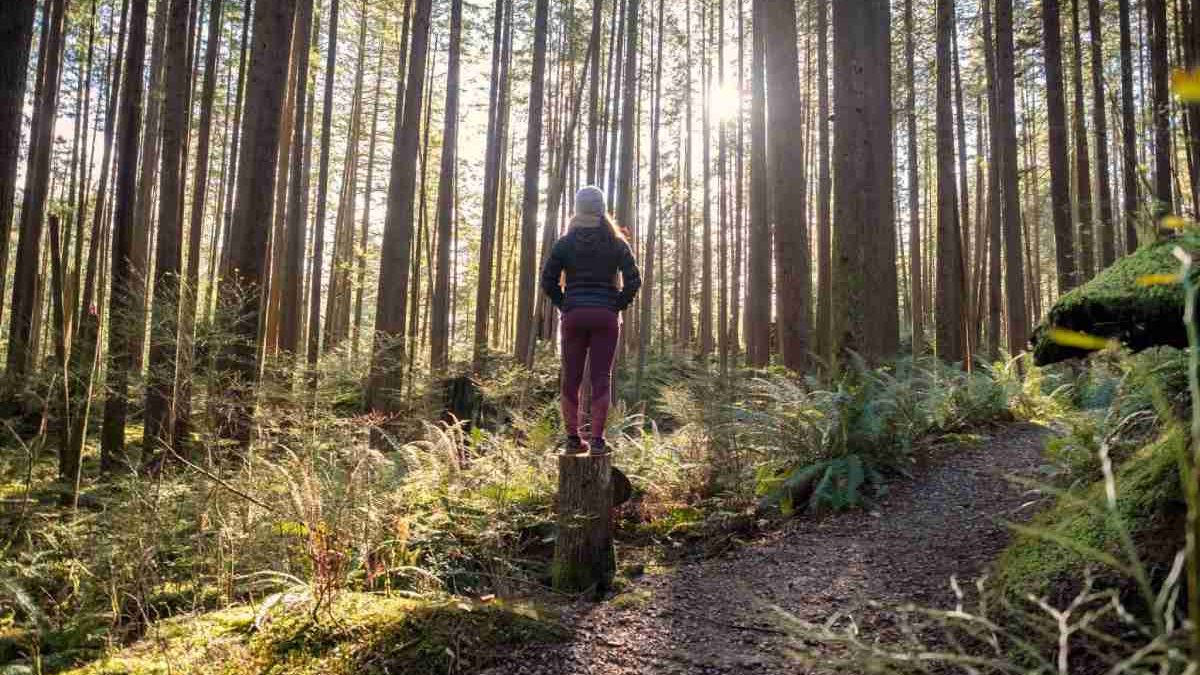 Forest Bathing: Discovering Nature’s Healing Power