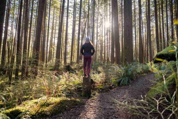 Forest Bathing_ Discovering Nature's Healing Power